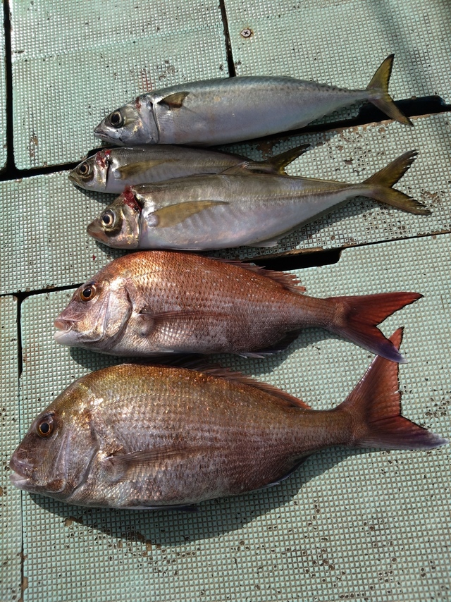 タイ(マダイ)・アジ(マアジ)・サバ(マサバ)