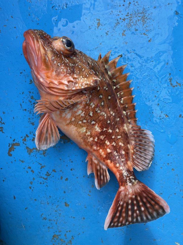 ウッカリカサゴ