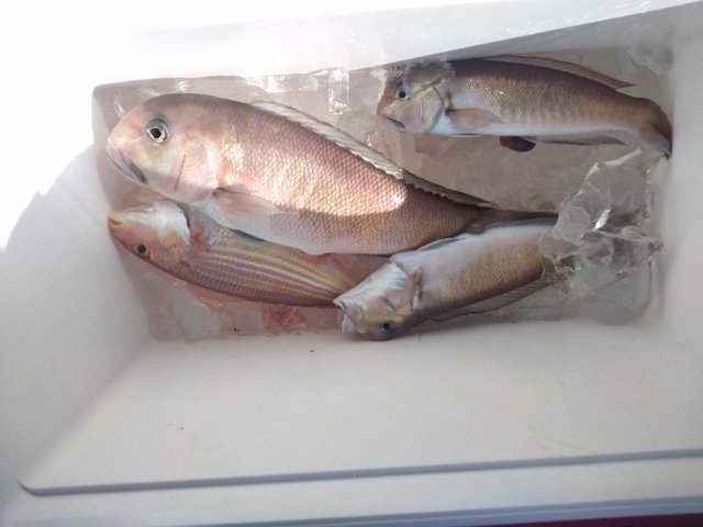 シロアマダイ・イトヨリ(イトヨリダイ)