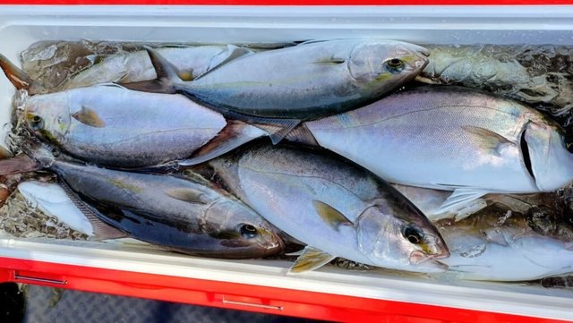 ネイリ(カンパチ)