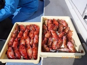 カサゴ