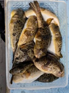 ショウサイフク(ショウサイフグ)