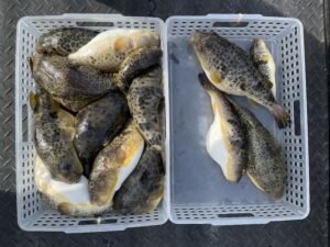 ショウサイフク(ショウサイフグ)