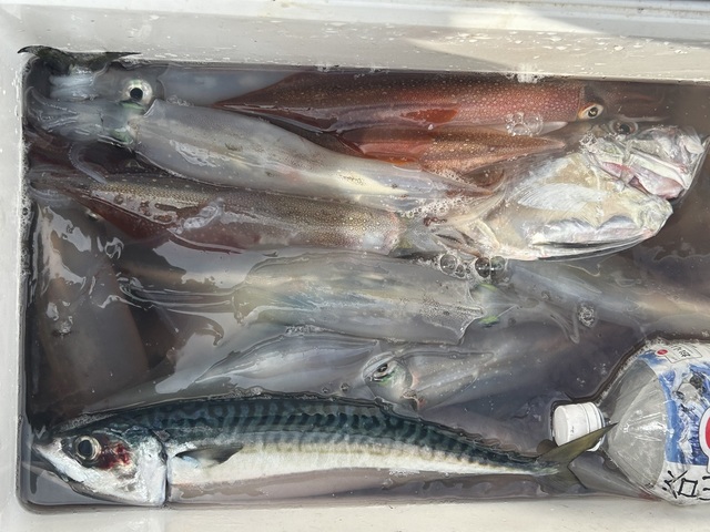 サバ(マサバ)・ヤリイカ