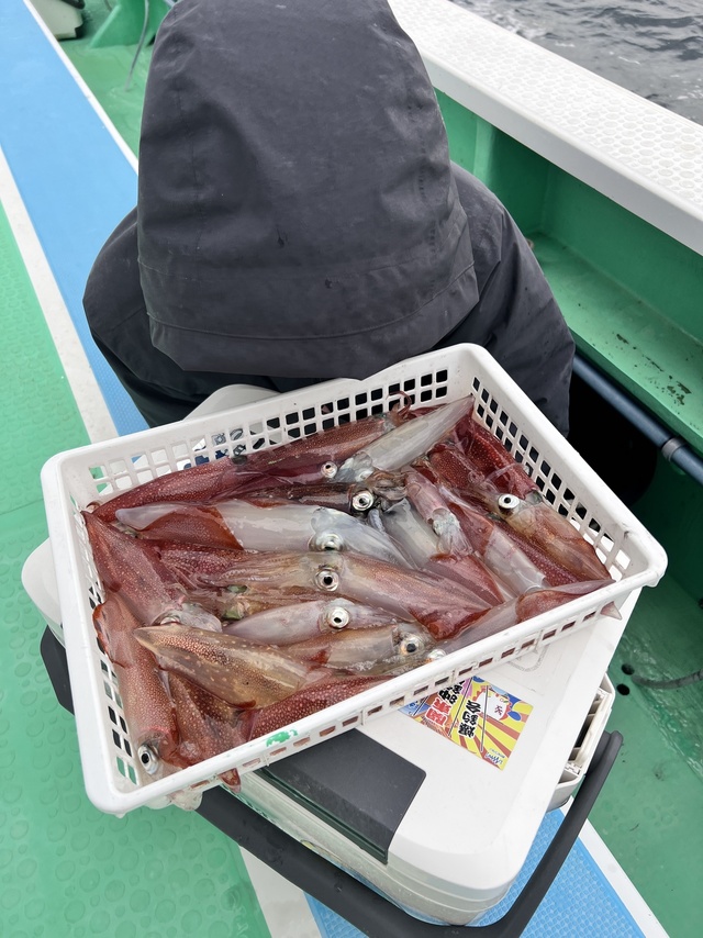 マルイカ(ケンサキイカ)