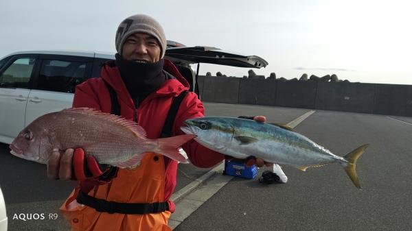 マダイ・イナダ(ブリ)