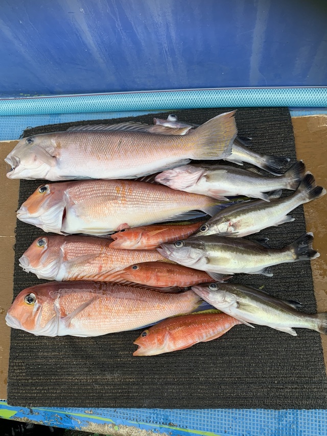 アマダイ(アカアマダイ)