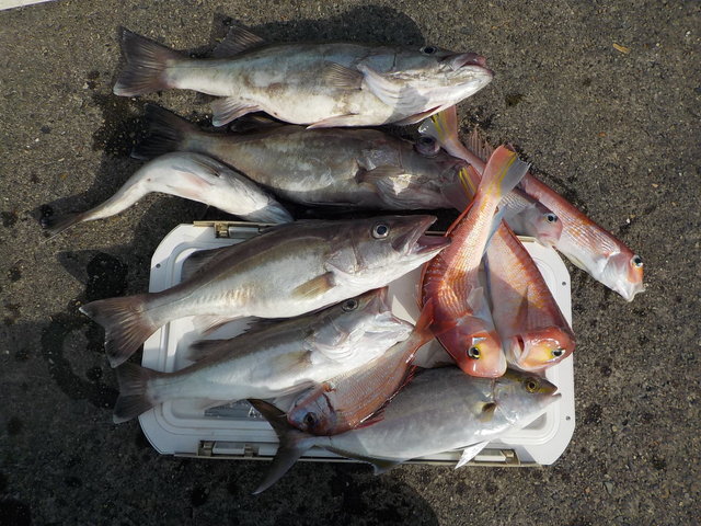 アラ・アマダイ(アカアマダイ)