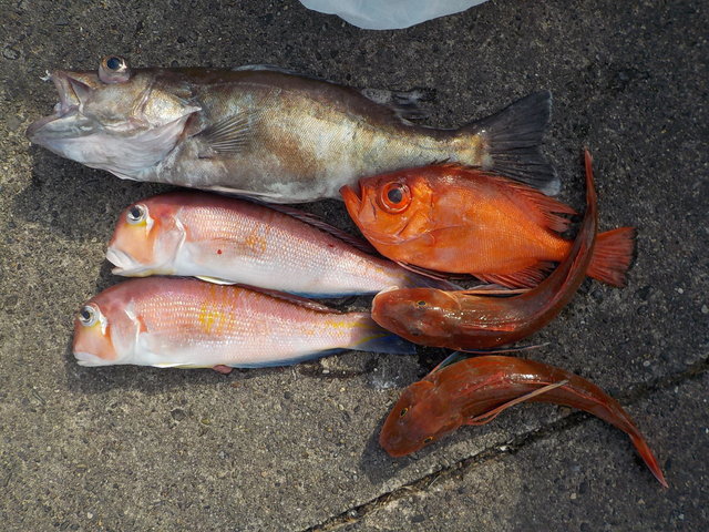 アラ・アマダイ(アカアマダイ)