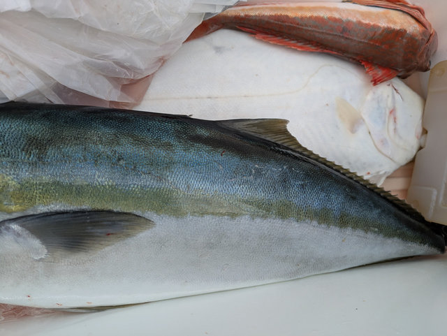 ワラサ(ブリ)・ホウボウ・ヒラメ