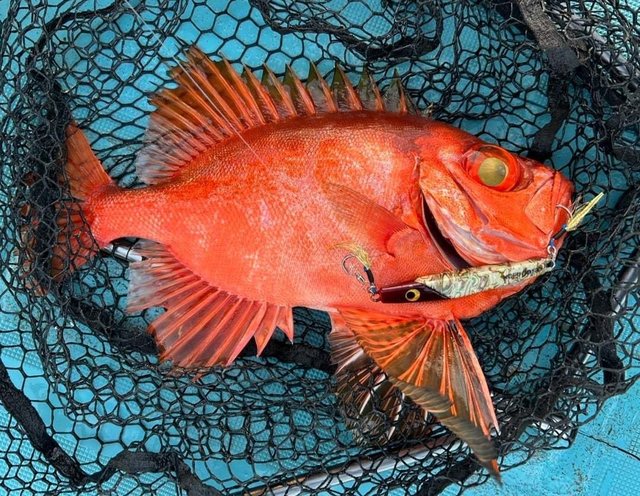 キントキ(チカメキントキ)