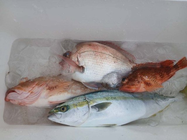 マダイ・フクラギ(ブリ)・カサゴ