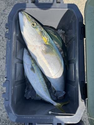 ブリ・ハマチ(ブリ)