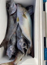 カンパチ・クロムツ