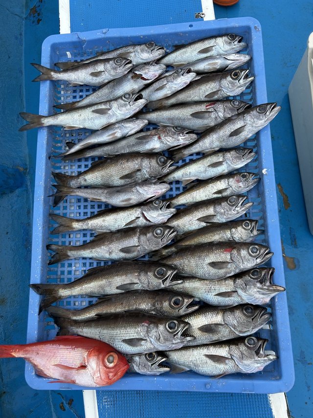 クロムツ・キンメダイ