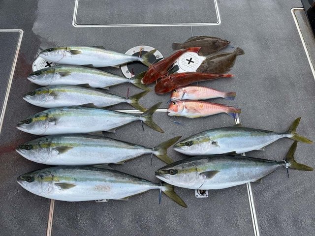 ハマチ(ブリ)・アマダイ(アカアマダイ)・ホウボウ