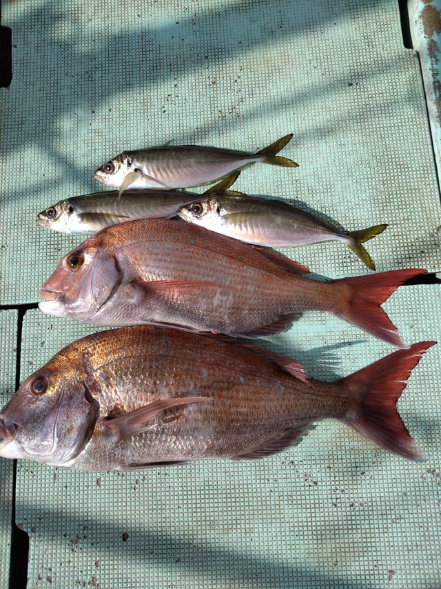 タイ(マダイ)・アジ(マアジ)