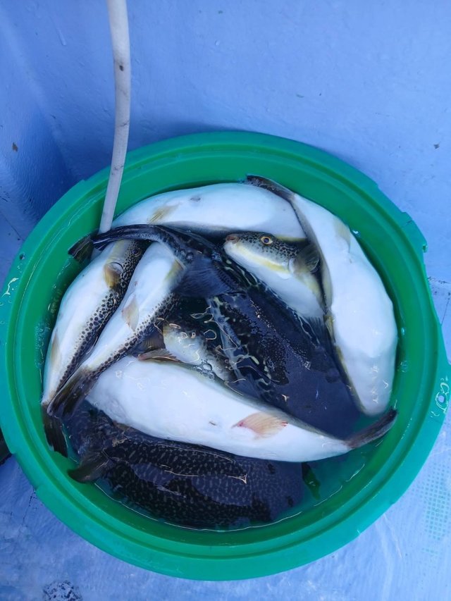 ショウサイフグ