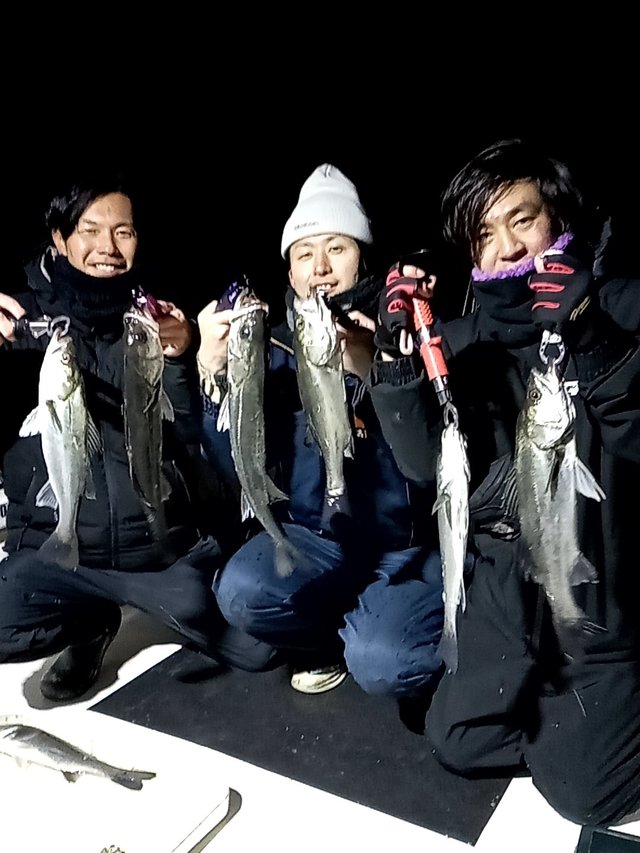 シーバス(スズキ)