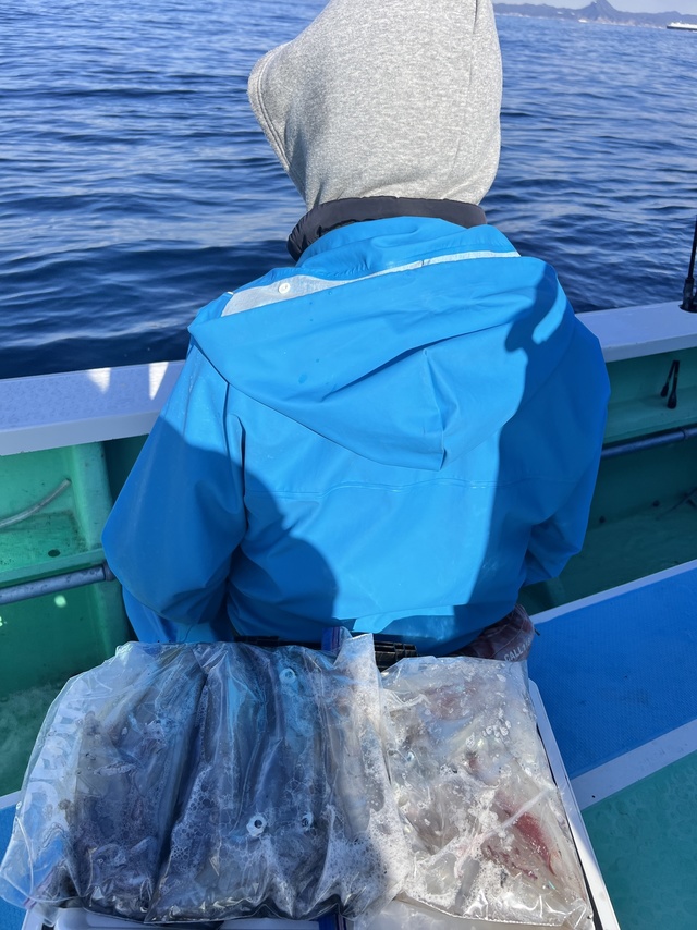 マルイカ(ケンサキイカ)