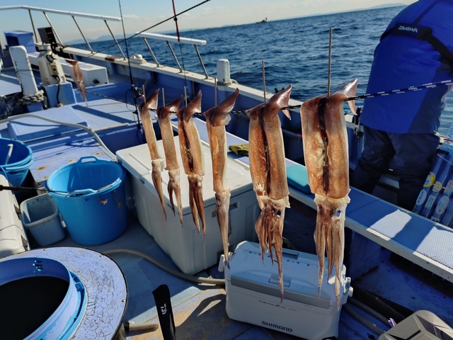 マルイカ(ケンサキイカ)・ヤリイカ