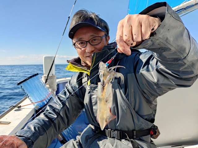 マルイカ(ケンサキイカ)