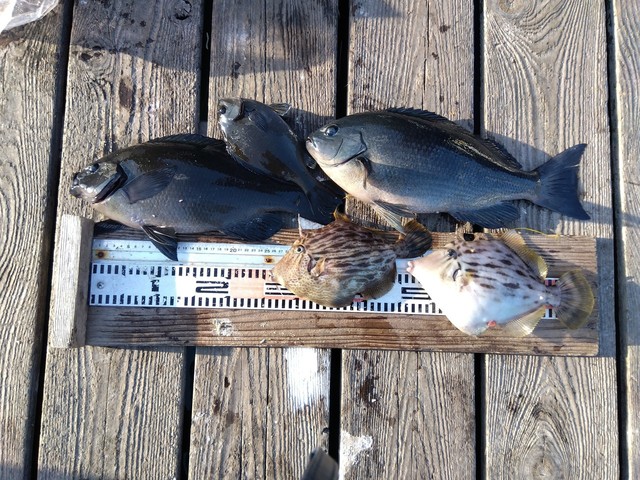 クチブトグレ(メジナ)・カワハギ