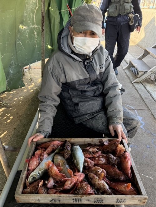 マアジ・ガシラ(カサゴ)