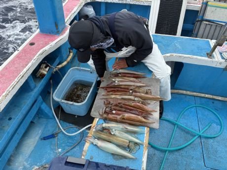 ヤリイカ・スルメイカ