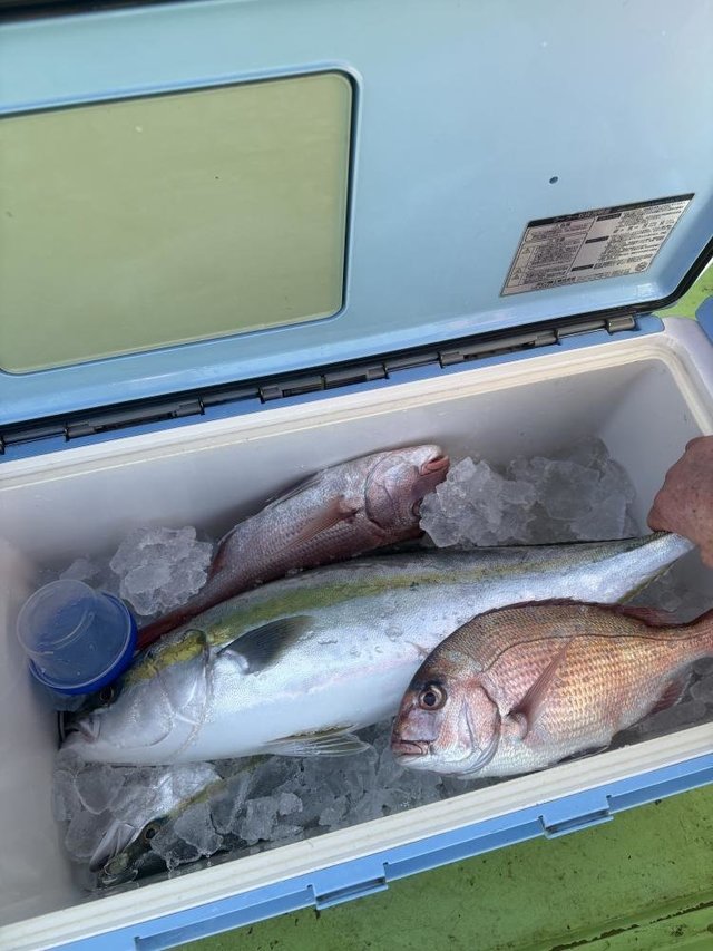 マダイ・ワラサ(ブリ)