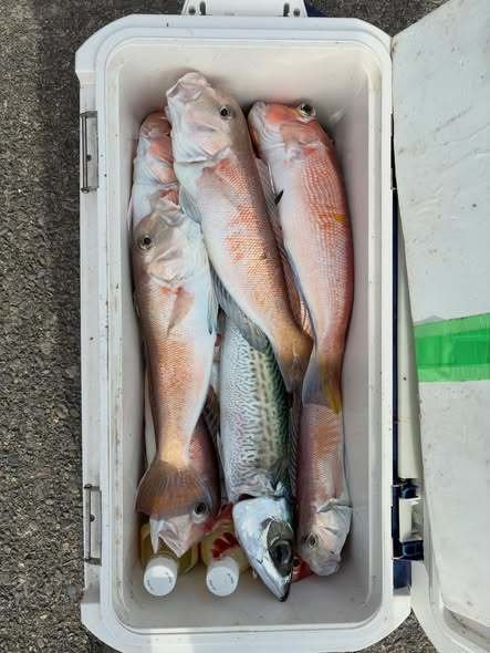 シロアマダイ・サバ(ゴマサバ)