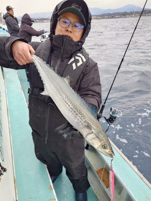 サゴシ(サワラ)