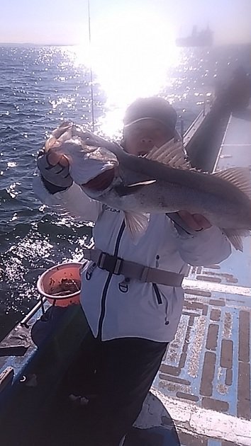 シーバス(スズキ)