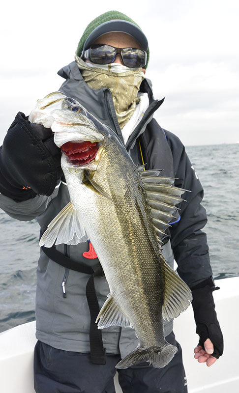 シーバス(スズキ)