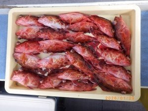 カサゴ