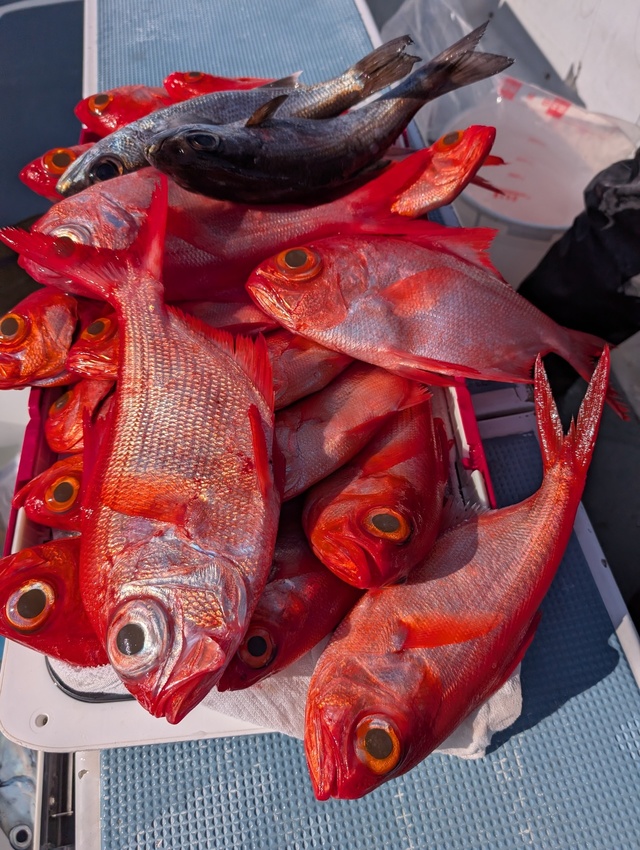 クロムツ・キンメダイ