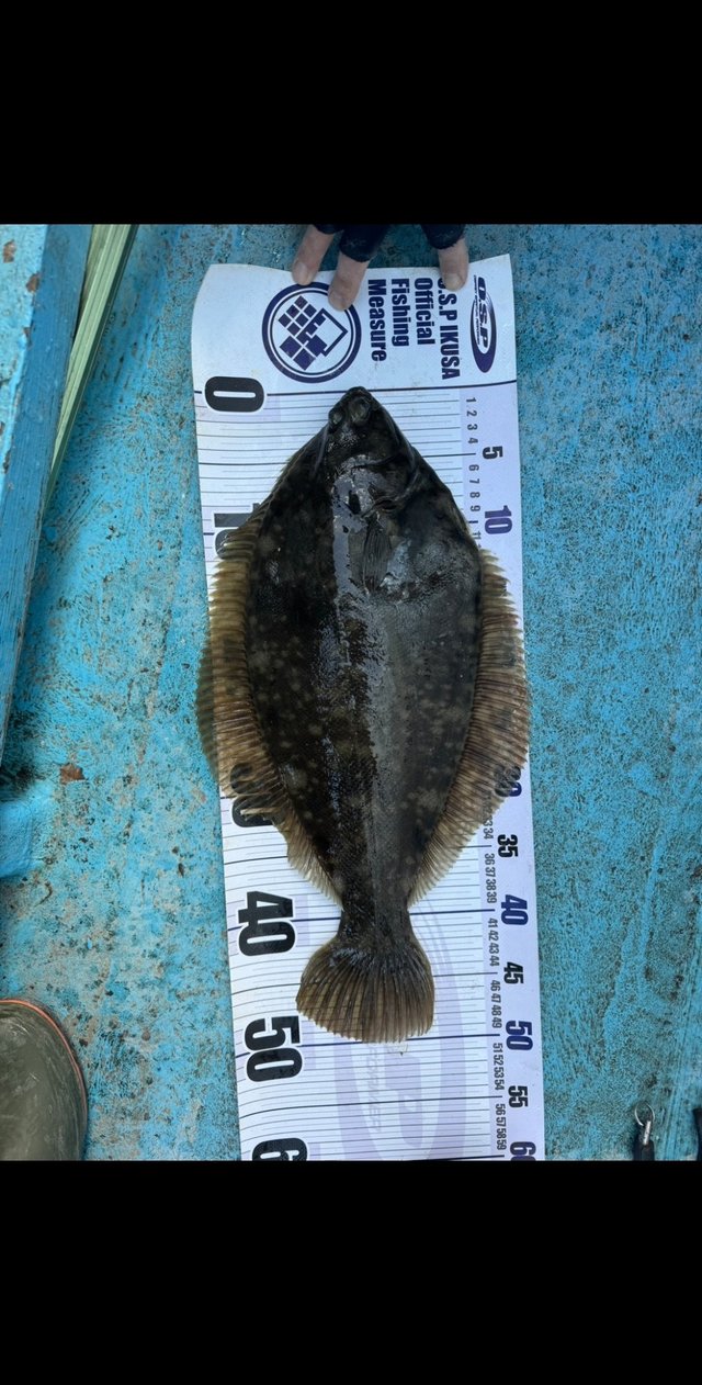 カレイ(マコガレイ)