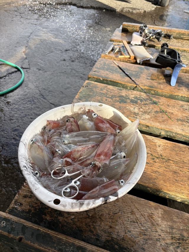 マルイカ(ケンサキイカ)