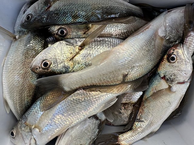 イシモチ(シログチ)