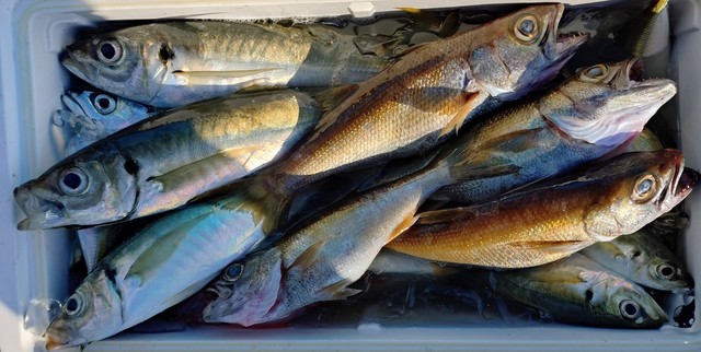 アジ(マアジ)・クロムツ