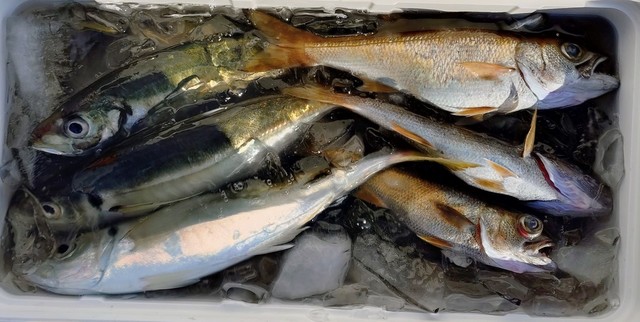 アジ(マアジ)・クロムツ