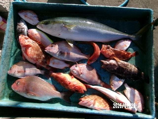 マダイ・マハタ・ワラサ(ブリ)・カサゴ