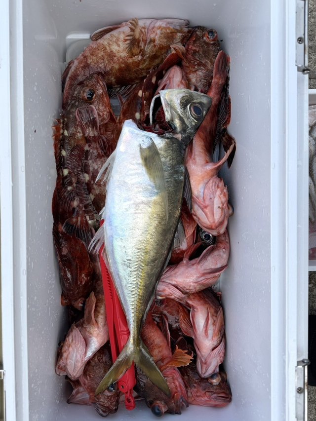 マアジ・ガシラ(カサゴ)