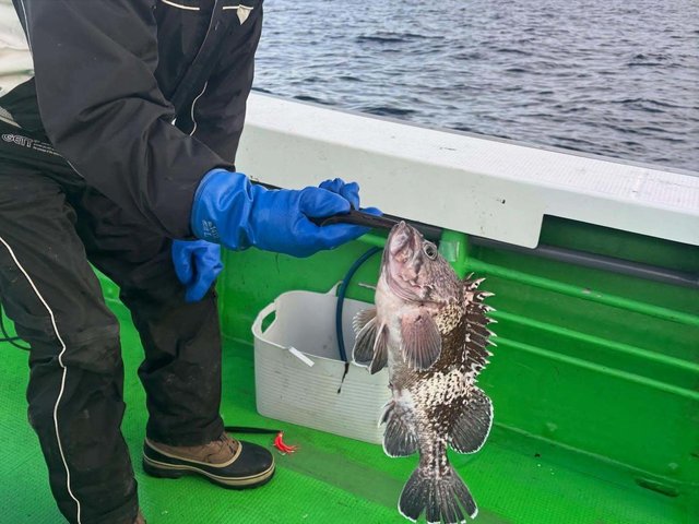 マゾイ(キツネメバル)