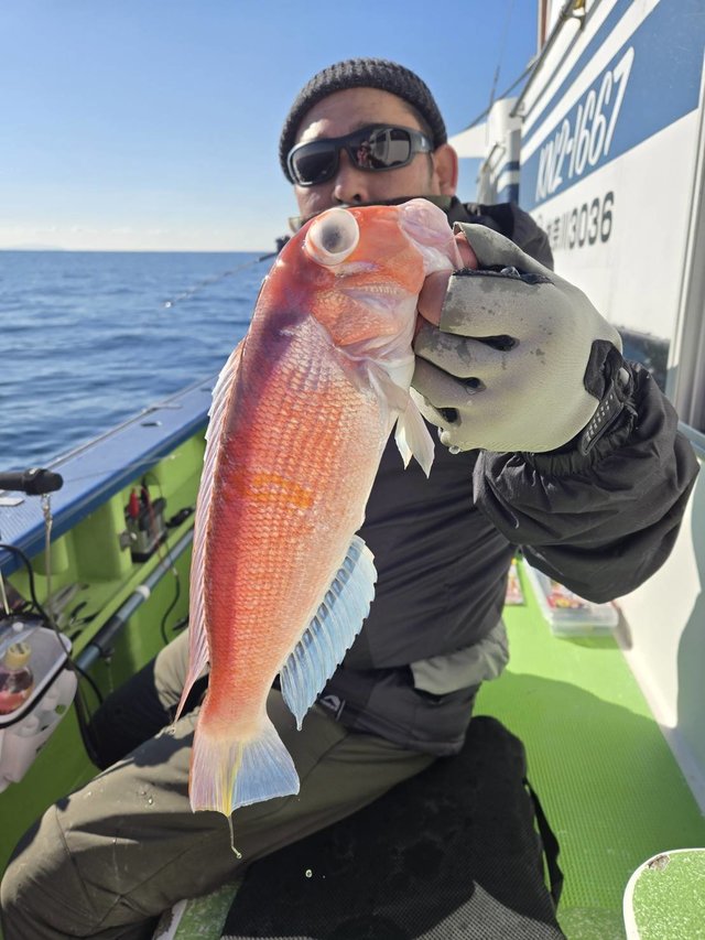 アマダイ(アカアマダイ)