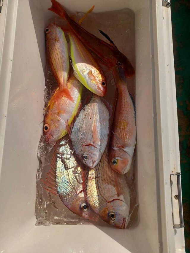 ハナダイ(チダイ)・アマダイ(アカアマダイ)・イトヨリ(イトヨリダイ)・ホウボウ