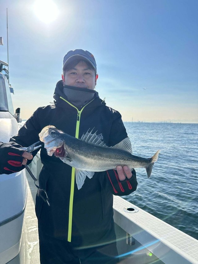 シーバス(スズキ)