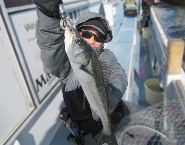 シーバス(スズキ)