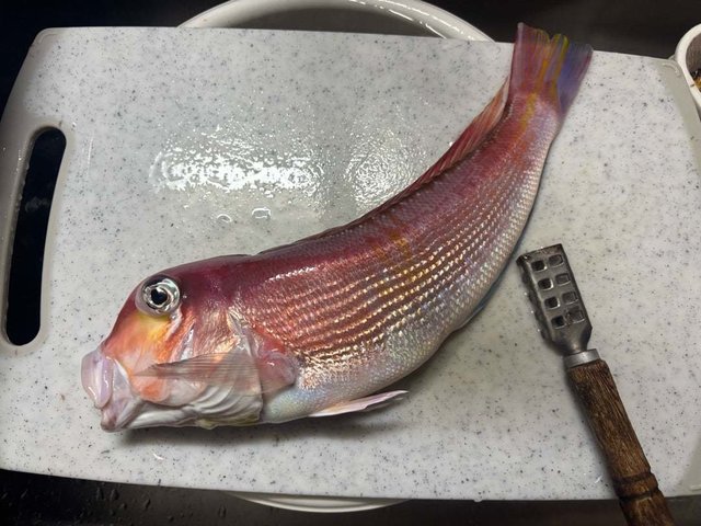 アマダイ(アカアマダイ)