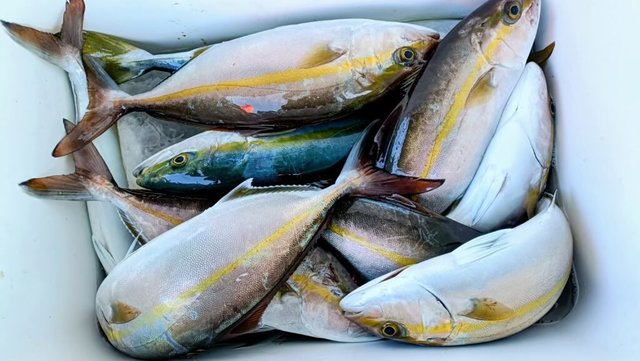 ネリコ(カンパチ)